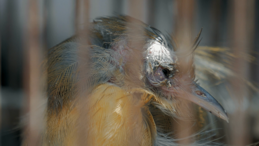 Not a Pet Series - Birds